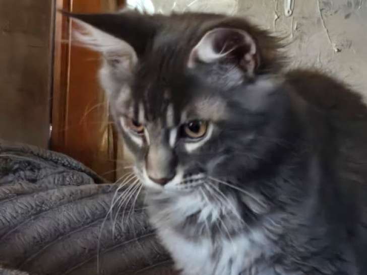 1 chaton mâle Maine Coon blue silver blotched tabby LOOF à vendre
