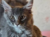 1 chaton mâle Maine Coon blue silver blotched tabby LOOF à vendre