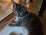 1 chaton mâle Maine Coon blue silver blotched tabby LOOF à vendre