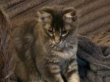 1 chaton mâle Maine Coon blue silver blotched tabby LOOF à vendre