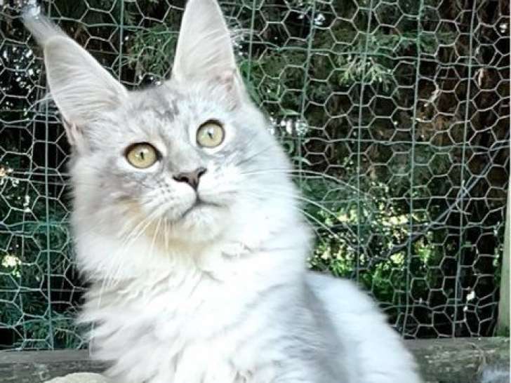 Magnifiques chatons Maine Coons LOOF à vendre