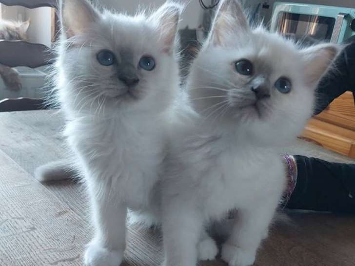 2 chatons Sacrés de Birmanie LOOF à vendre, mâle et femelle, nés le 4 juillet 2025