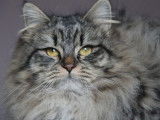 Chatte Sibérienne brown stérilisée à vendre