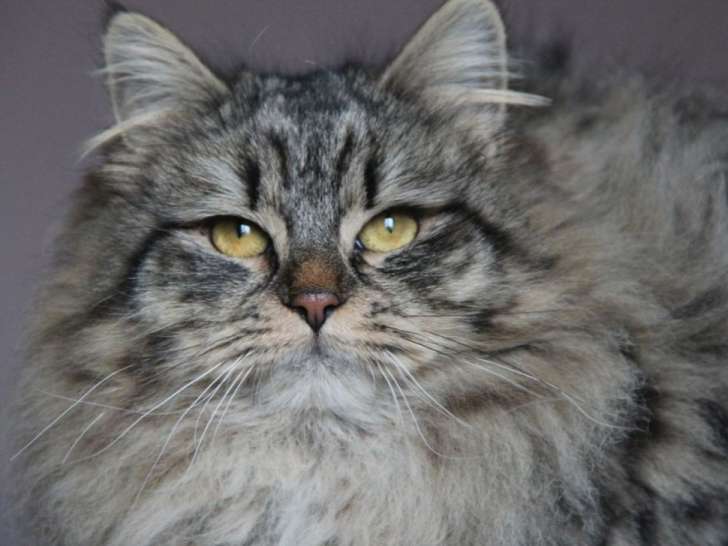 Chatte Sibérienne brown stérilisée à vendre