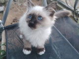 Chaton mâle Sacré de Birmanie seal point LOOF à vendre, né le 11 juin 2025