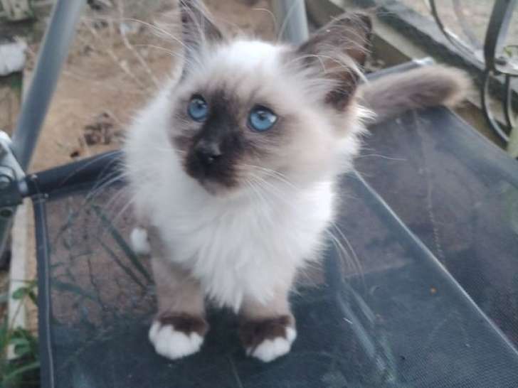 Chaton mâle Sacré de Birmanie seal point LOOF à vendre, né le 11 juin 2025