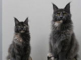3 chatons Maine Coons LOOF à vendre, nés le 8 mai 2025