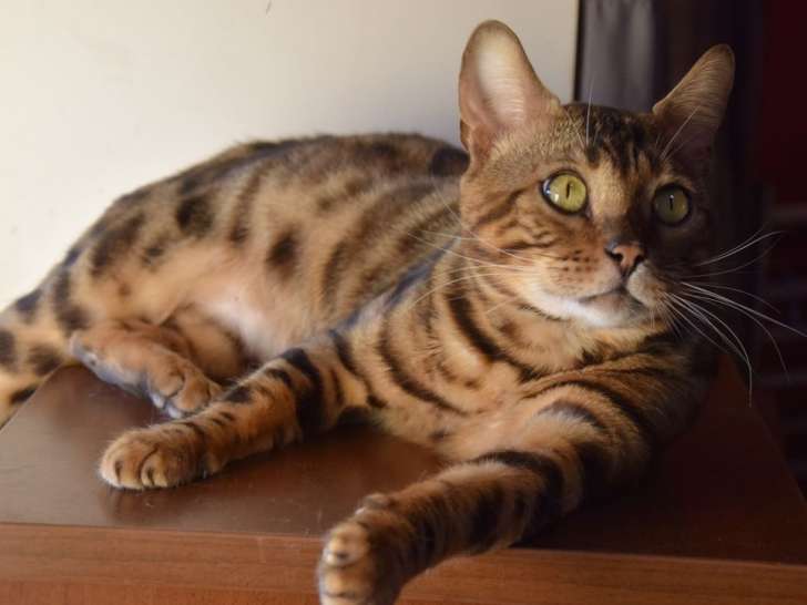 Chat Bengal LOOF  à vendre, brown, né le 14 février 2022