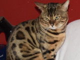 Chat Bengal LOOF  à vendre, brown, né le 14 février 2022