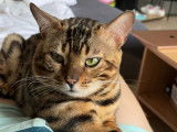 Chat Bengal LOOF  à vendre, brown, né le 14 février 2022