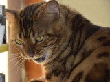 Chat Bengal LOOF  à vendre, brown, né le 14 février 2022