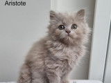 2 chatons British Longhairs LOOF à vendre