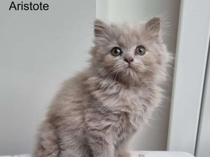 2 chatons British Longhairs LOOF à vendre