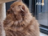 2 chatons British Longhairs LOOF à vendre