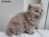2 chatons British Longhairs LOOF à vendre