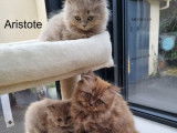 2 chatons British Longhairs LOOF à vendre
