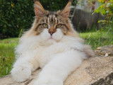 Chat Maine Coon brown mackerel tabby et blanc LOOF pour saillie