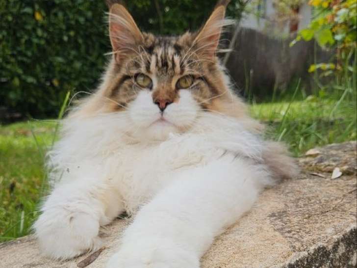 Chat Maine Coon brown mackerel tabby et blanc LOOF pour saillie