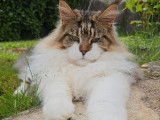 Chat Maine Coon brown mackerel tabby et blanc LOOF pour saillie