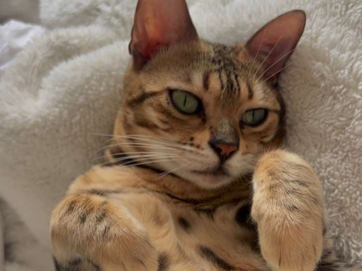 Chatte adulte de race Bengal à vendre