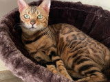 Chatte adulte de race Bengal à vendre