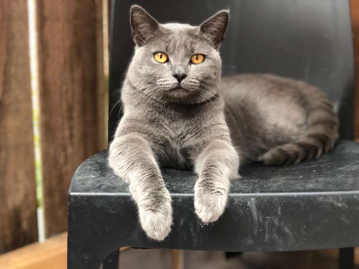 Chatons Chartreux LOOF à vendre
