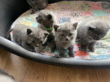 Chatons Chartreux LOOF à vendre