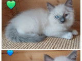 6 chatons Ragdoll à vendre (LOOF)