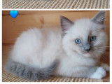 6 chatons Ragdoll à vendre (LOOF)
