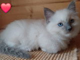6 chatons Ragdoll à vendre (LOOF)