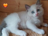 6 chatons Ragdoll à vendre (LOOF)