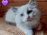6 chatons Ragdoll à vendre (LOOF)