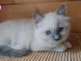 6 chatons Ragdoll à vendre (LOOF)