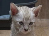 1 chaton mâle Bengal LOOF à vendre