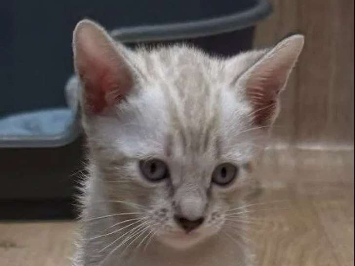 1 chaton mâle Bengal LOOF à vendre