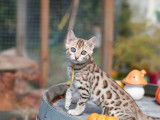 1 chaton femelle Bengal disponible à l’achat (LOOF)