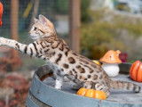 1 chaton femelle Bengal disponible à l’achat (LOOF)