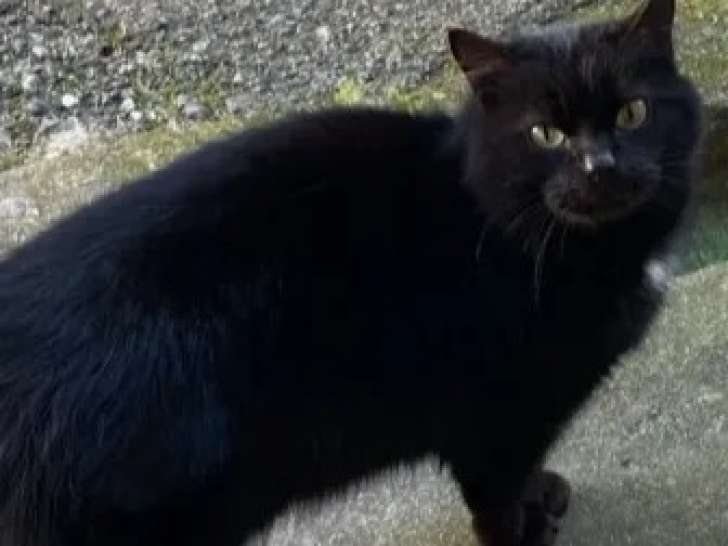 Prêt pour l'adoption : chat de couleur noire