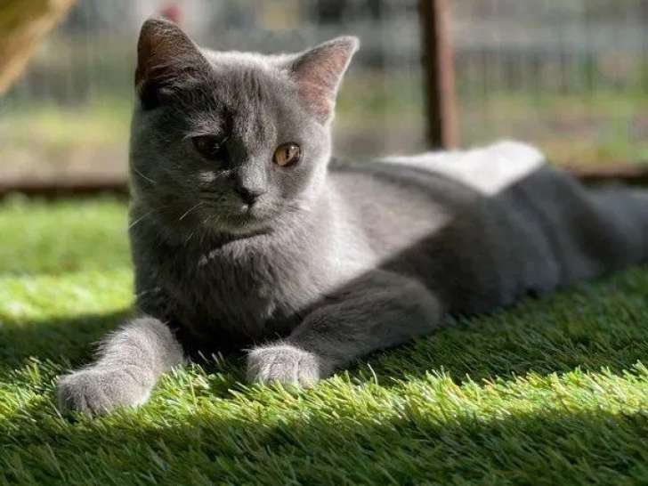 Des chatons Chartreux LOOF à vendre (LOOF)