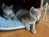 Des chatons Chartreux LOOF à vendre (LOOF)