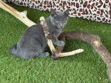 Des chatons Chartreux LOOF à vendre (LOOF)