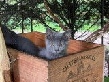 Des chatons Chartreux LOOF à vendre (LOOF)