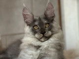 1 chaton mâle Maine Coon LOOF à vendre