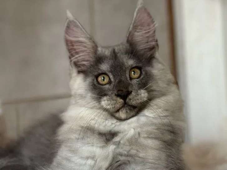 1 chaton mâle Maine Coon LOOF à vendre
