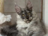 1 chaton mâle Maine Coon LOOF à vendre