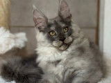 1 chaton mâle Maine Coon LOOF à vendre