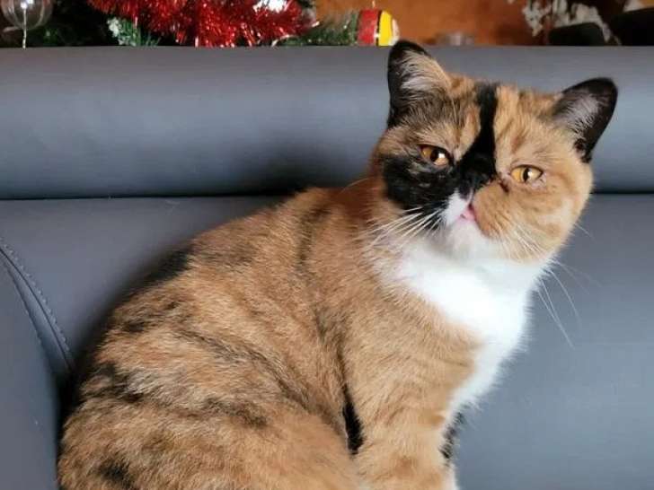 1 chat femelle Exotic Shorthair black tortie et blanc à vendre (LOOF)