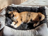 1 chat femelle Exotic Shorthair black tortie et blanc à vendre (LOOF)