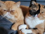 1 chat femelle Exotic Shorthair black tortie et blanc à vendre (LOOF)