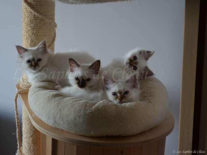 Les 4 chatons